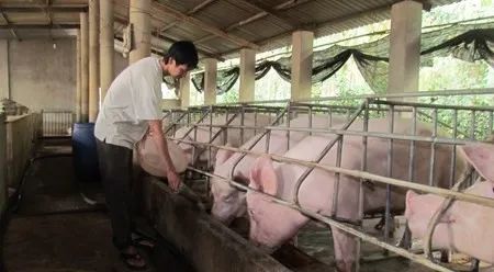 養(yǎng)殖場臭味難治理？潔匠凈化幫您輕松解決！.jpg